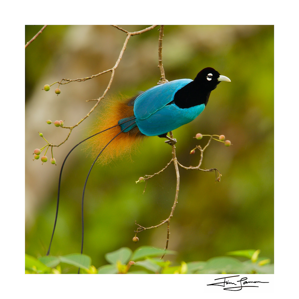 Square version of Blue Bird-of-Paradise in Fruiting Tree 