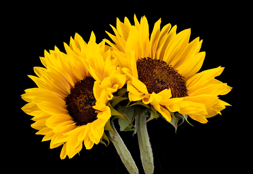 Two Sunflowers Photography Art | frednewmanphotography