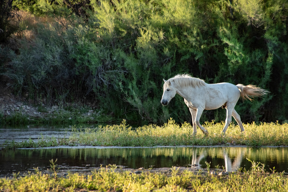 'The Majestic Gypsy' Photograph by Nancy Miller for sale as Fine Art