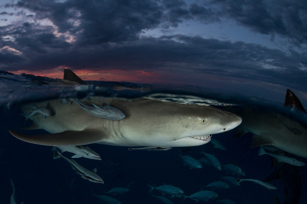 Lemon Shark Sunset Split, Tiger Beach, Bahamas