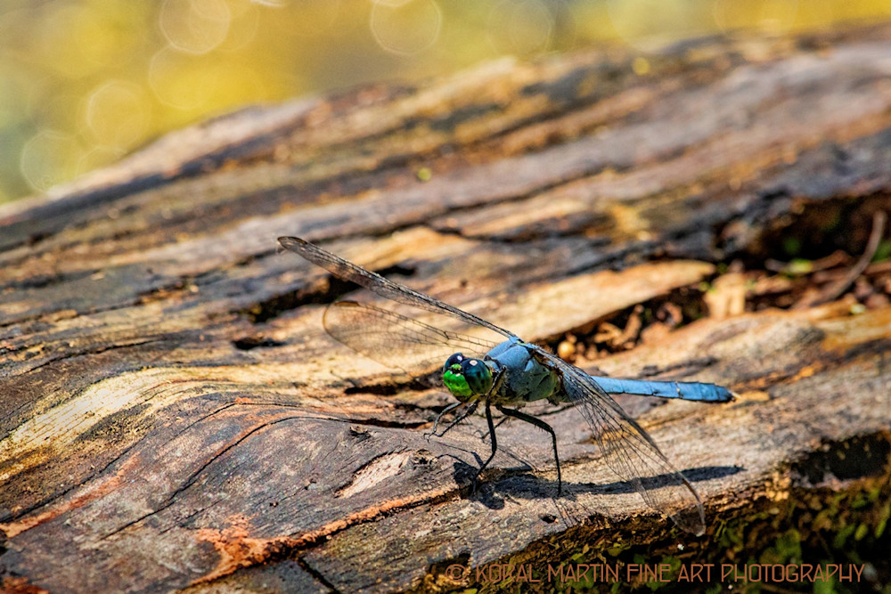 Dragonfly Photograph 1518 | Koral Martin Fine Art Photography | Wildflower Photography Dragonfly Photograph 1518 | Koral Martin Fine Art Photography | Wildflower Photography
