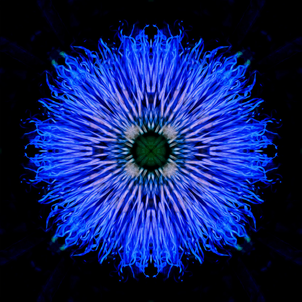 Day 187   Passiflora Cobalt Beacon Art | SkotoArt