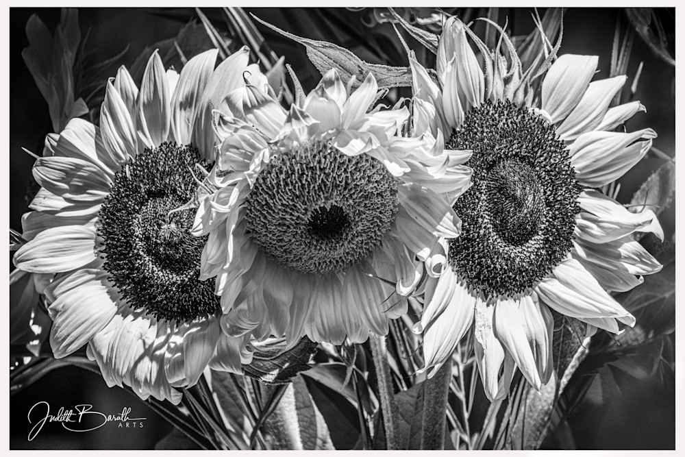 Sunflower heads photograph in B&W | Judith Barath