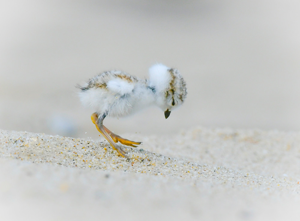 Piping Plover Chick  Art | Sarah E. Devlin Photography
