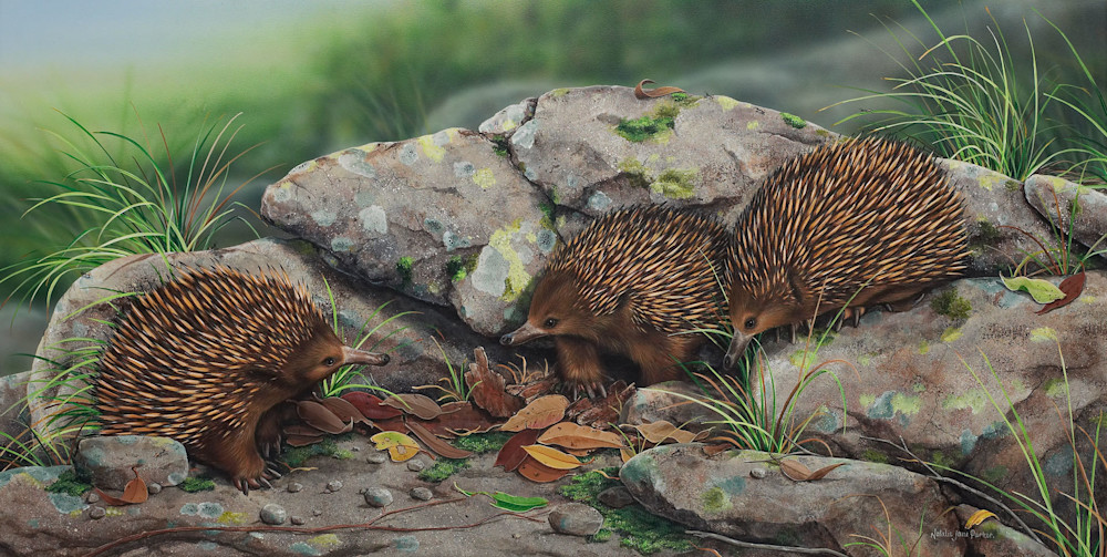 Short-beaked Echidnas (Tachyglossus aculeatus) Australian Wildlife Art by Natalie Jane Parker Short-beaked Echidnas (Tachyglossus aculeatus) Australian Wildlife Art by Natalie Jane Parker