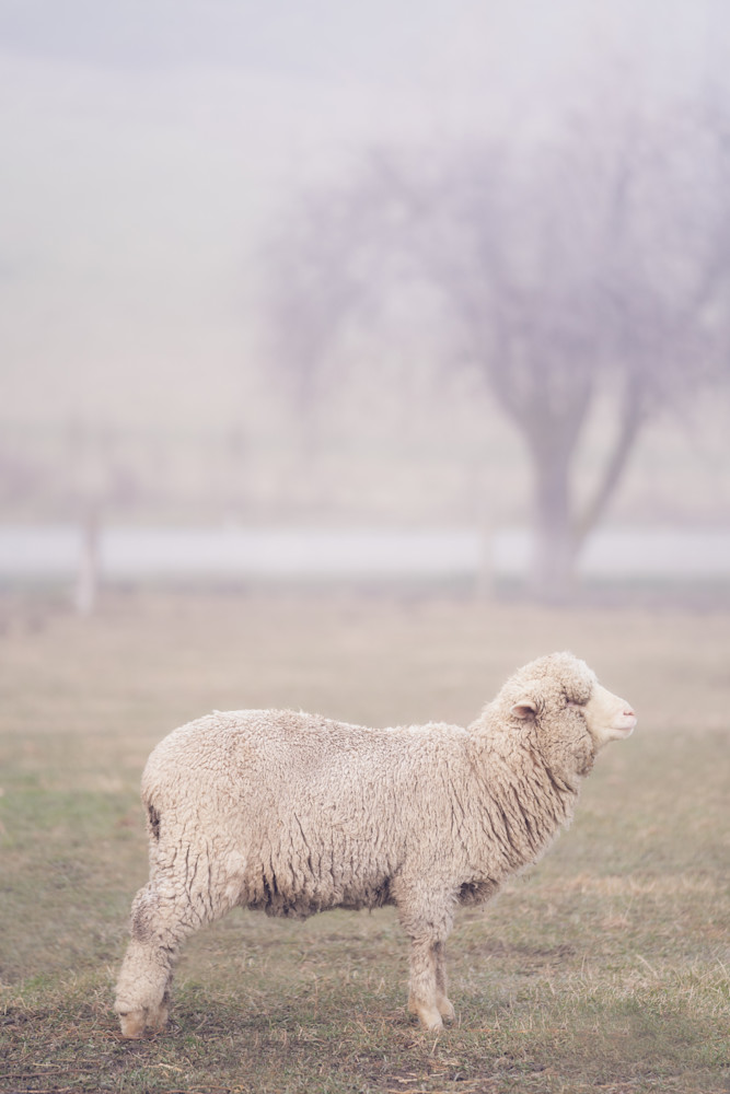 'Wool & Fog' Photograph by Jess Santos for sale as Fine Art