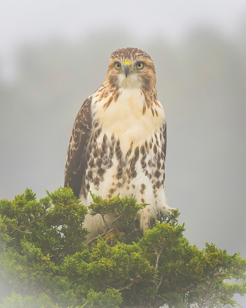 Red Tailed Hawk In Fog Art | Sarah E. Devlin Photography Red Tailed Hawk In Fog Art | Sarah E. Devlin Photography