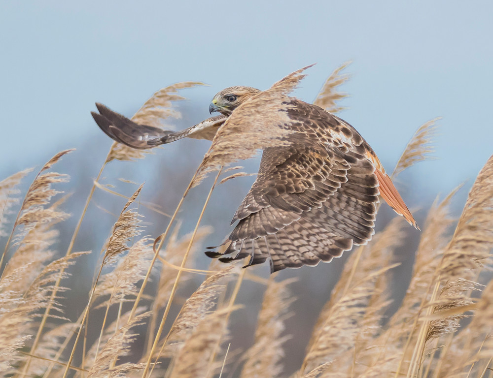 Red Tailed Hawk On The Hunt Art | Sarah E. Devlin Photography