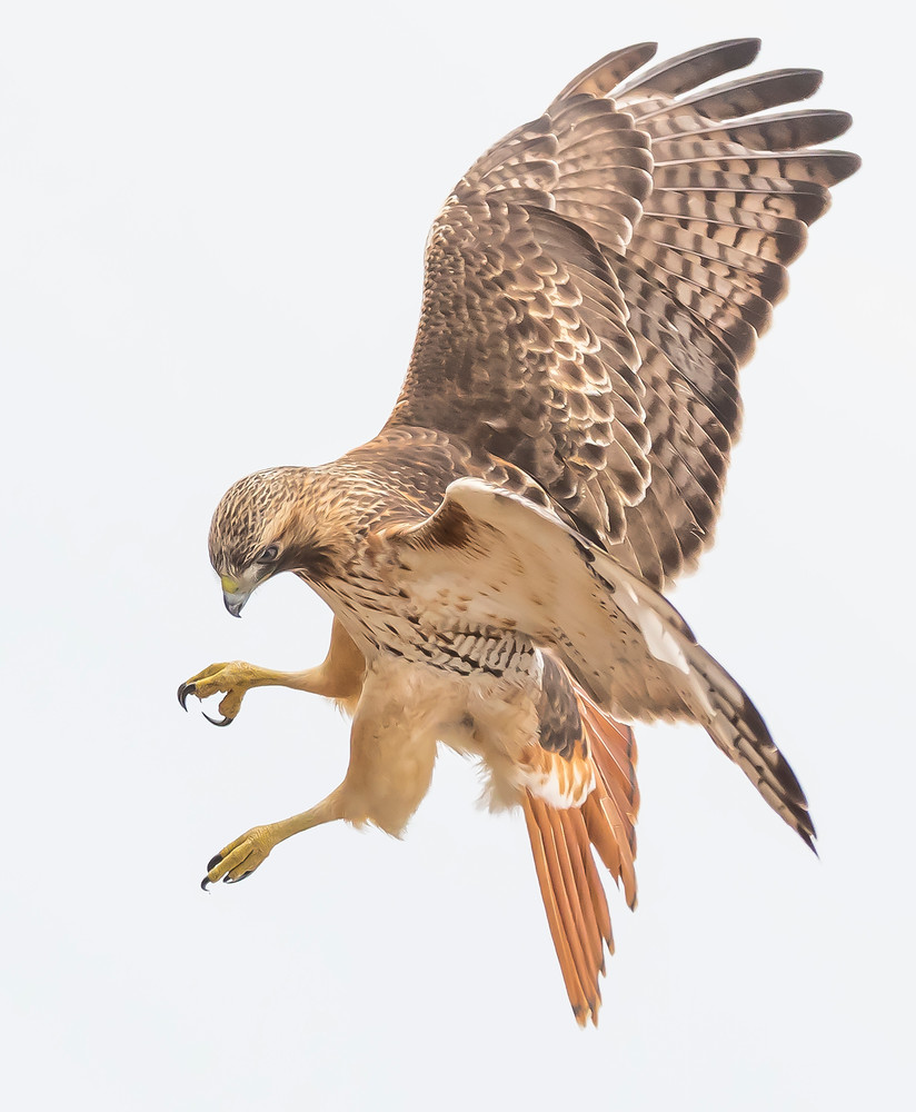 Red Tailed Hawk   Eye On The Target Art | Sarah E. Devlin Photography