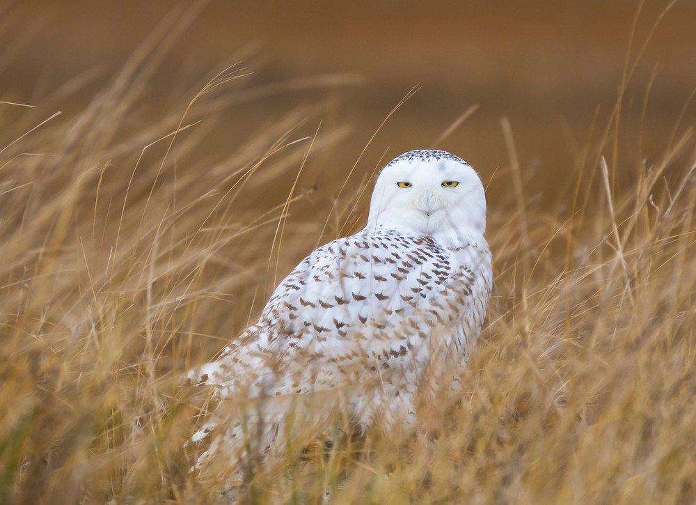 Snowy Owl In Marsh Art | Sarah E. Devlin Photography