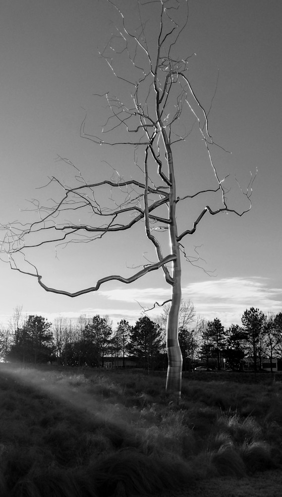 Nc Museum Metal Tree B&W Art | Patricia Franklin