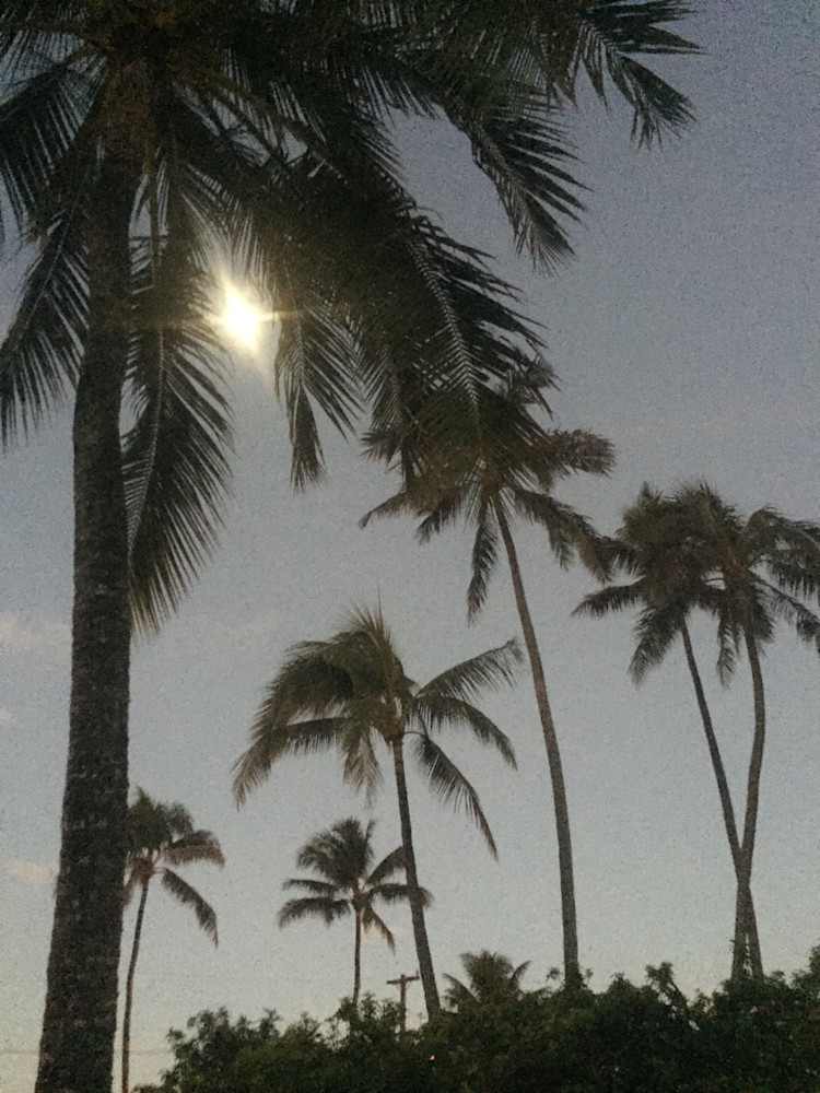 Palms In Moonlight Photography Art | Brian Ross Photography