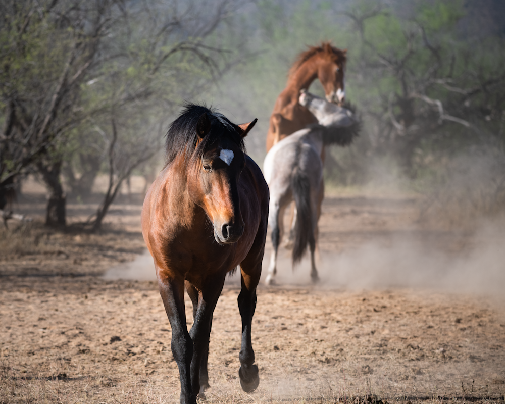 Wild Horses Fighting One Walks Away