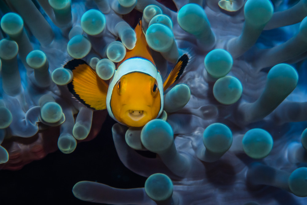 Clownfish, Sea Anemone, and Parasite