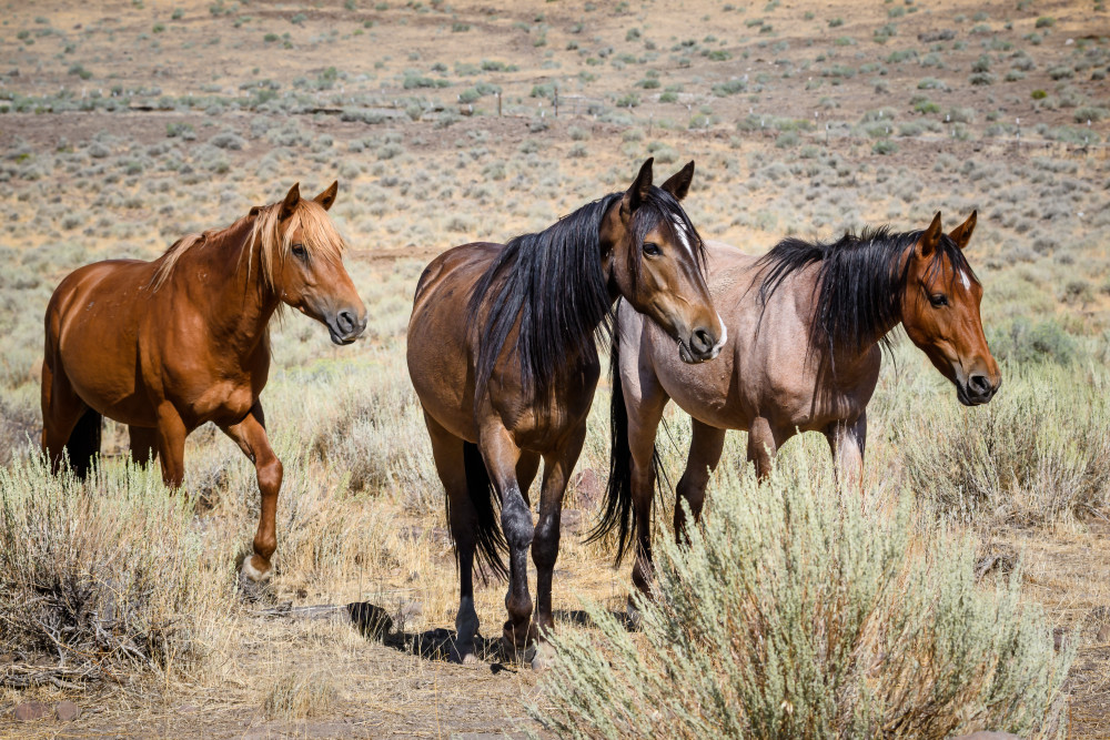 Three Wild Horses in the Desert