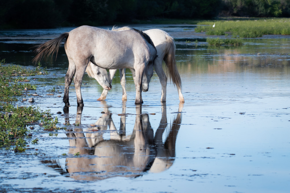 Two White Horses Viewing Their Reflections