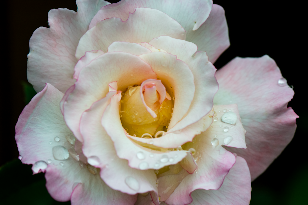 White rose with Pink Edges and Raindrops