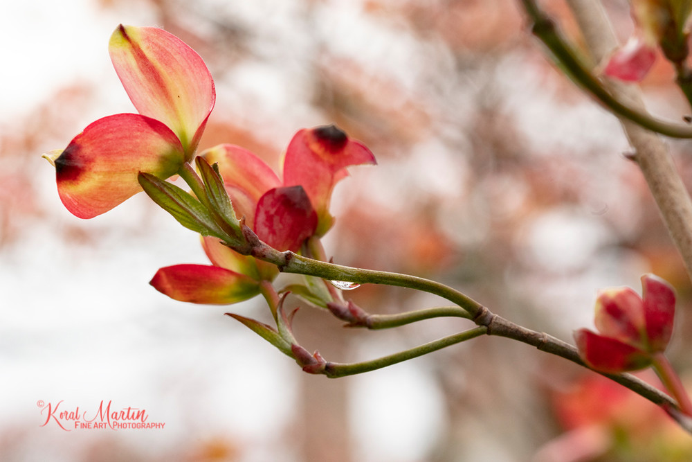 Pink Dogwood Blooms Photograph 9181 | Macro Photography | Flower Photography | Koral Martin Fine Art Photography Pink Dogwood Blooms Photograph 9181 | Macro Photography | Flower Photography | Koral Martin Fine Art Photography