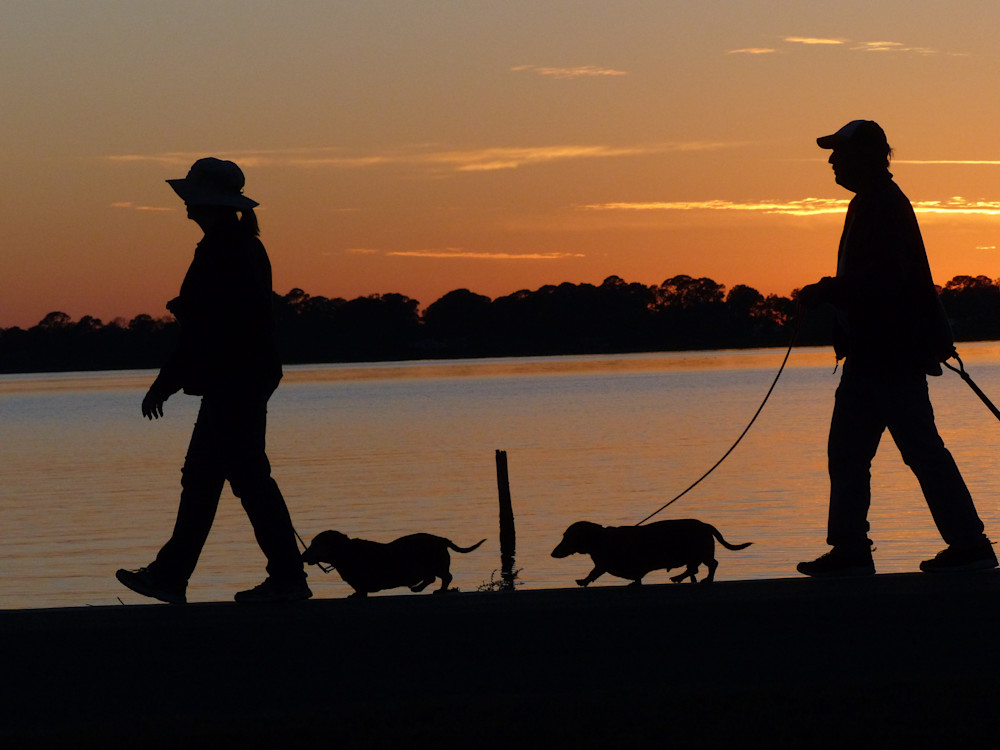 Walking the Dogs | Tom Nolan | Roost Artist