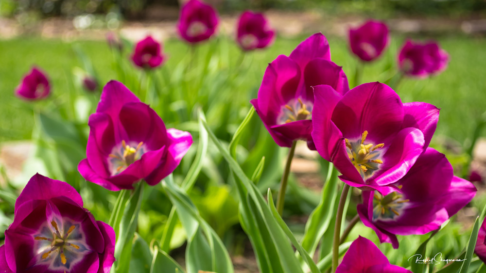 Sun Shines on Purple Tulips | Shop Prints | Robert Shugarman Photography