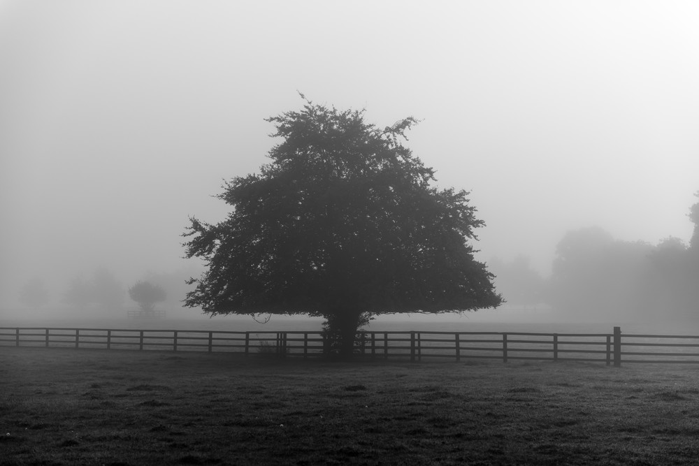 Solitude