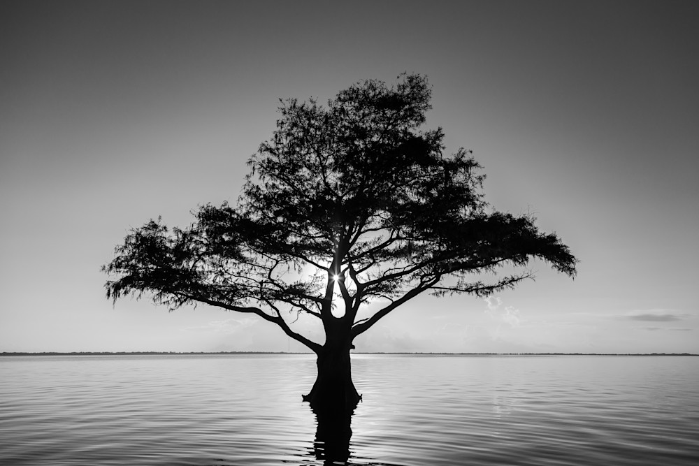 Cypress Starburst