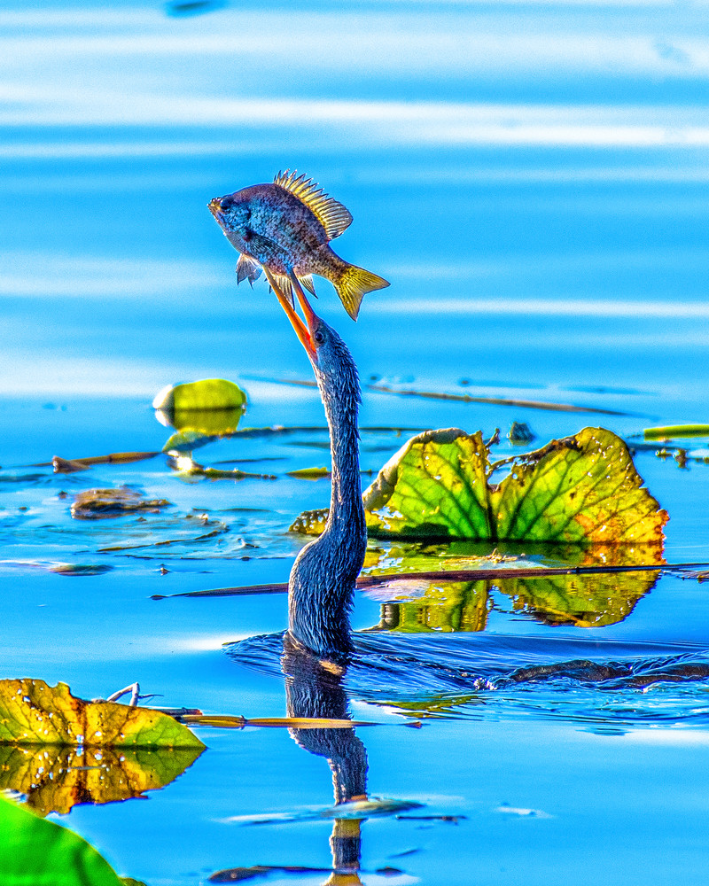 Anhinga Morning Catch