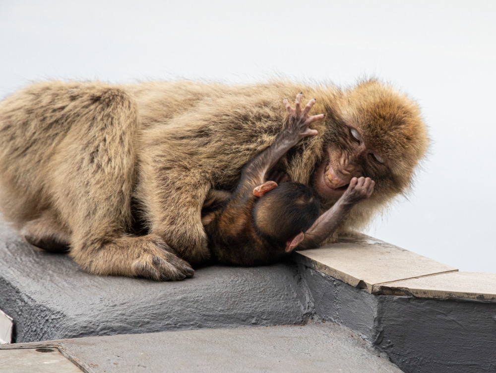 Macaque Mother And Child 3809 Art | Leiken Photography
