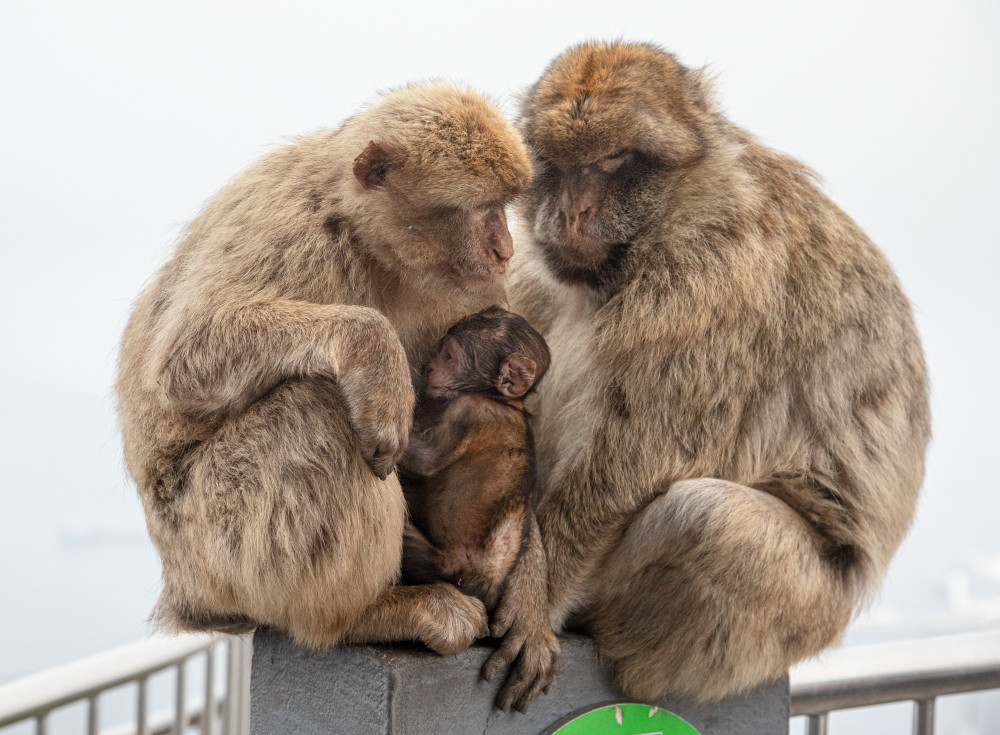 Macaque Nuclear Family Art | Leiken Photography