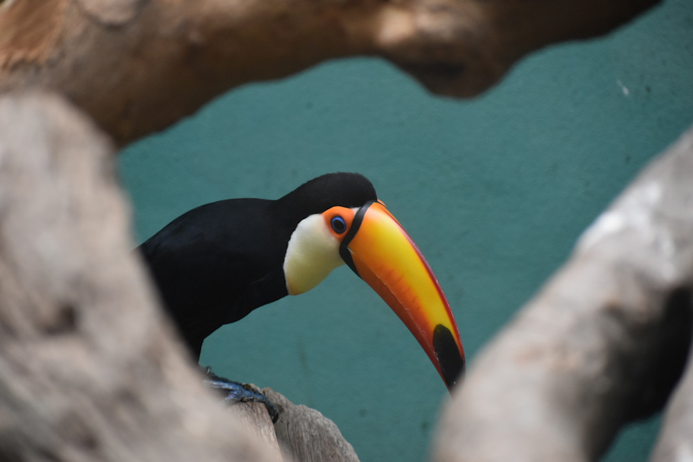 One Can, Toucan Photography Art | Fire Sign Creations, LLC