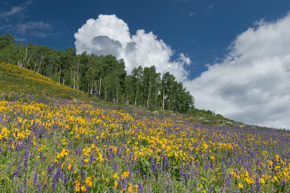 Crested Butte Flower Hill Photography Art | Kirk Fry Photography, LLC