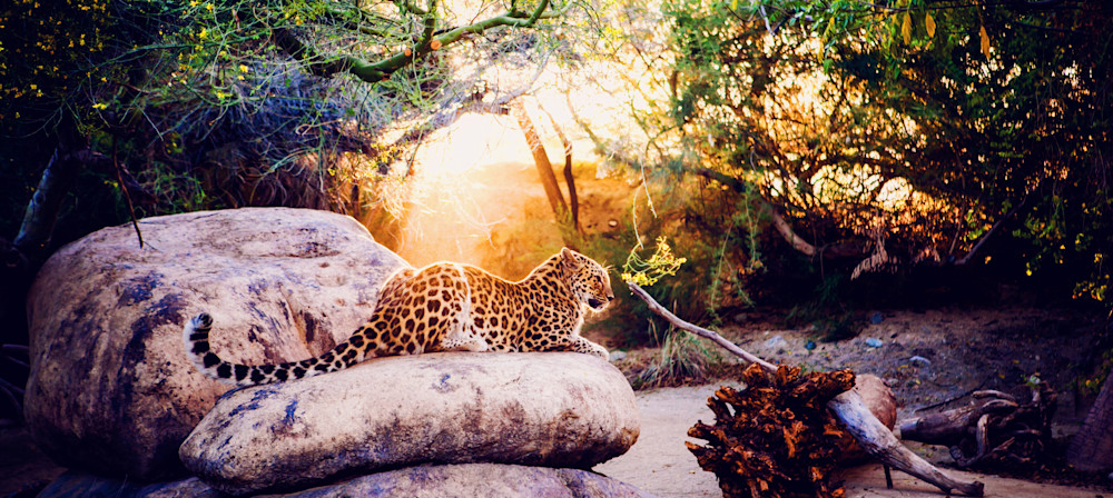 radiant jaguar