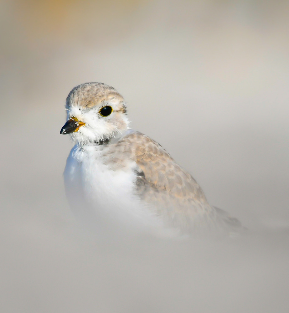 Young Piping Plover Art | Sarah E. Devlin Photography