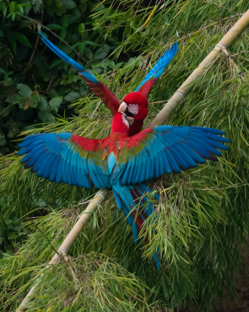 Red and Green Macaw Sharing Clay Prints
