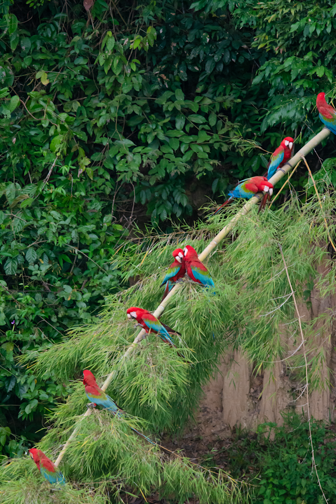 Rare and Amazing Flock of Macaws Prints