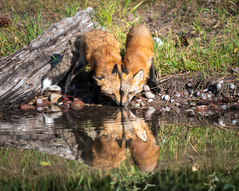 Delightful Pair of Red Foxes and Reflection Prints
