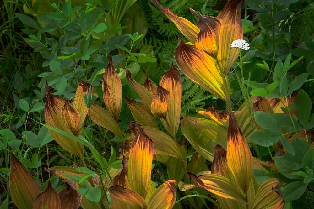 Corn Lilies And Flower Art | Ed Baile Images