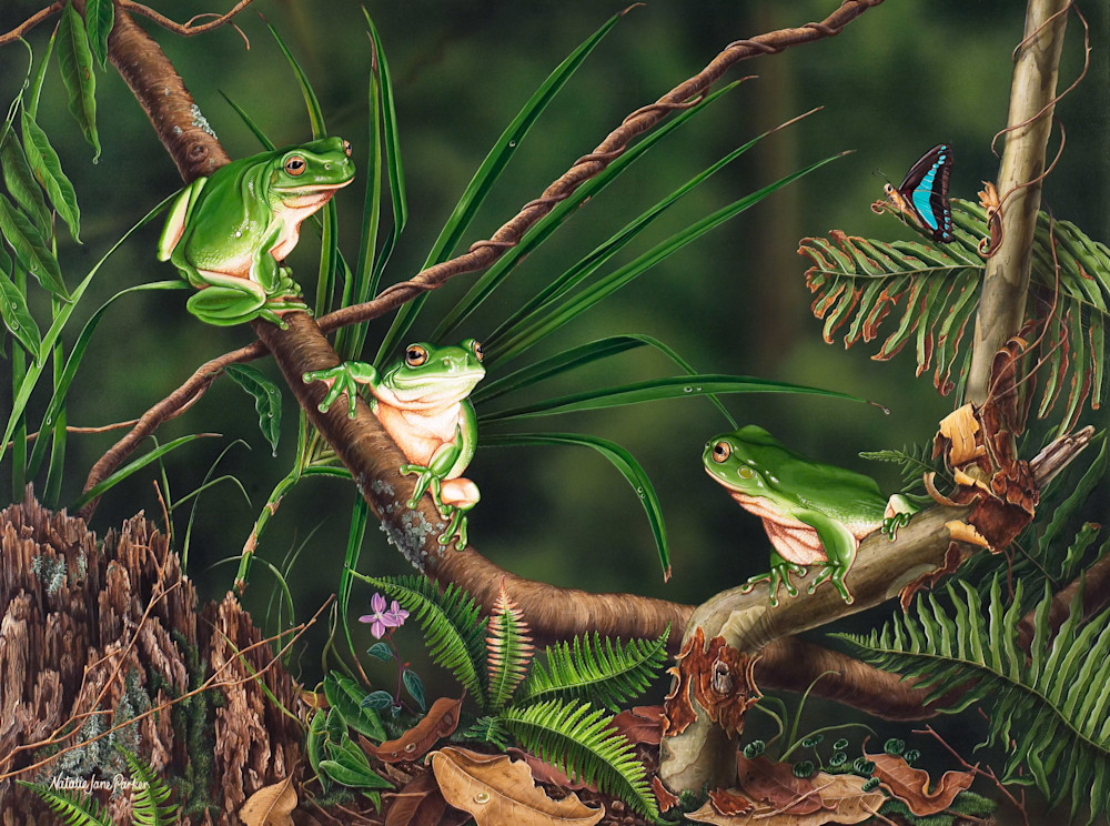 Green Tree Frog (Litoria caerulea) Australian Wildlife Art by Natalie Jane Parker