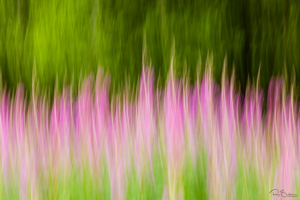 In-camera motion blur of Common Fireweed (Epilobium angustifolium) at Eklutna Valley in Southcentral Alaska. Summer. Afternoon.