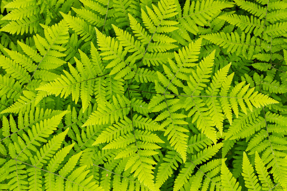Closeup of intertwined fern leaves in Chugach National Forest in Southcentral Alaska. Spring. Afternoon.