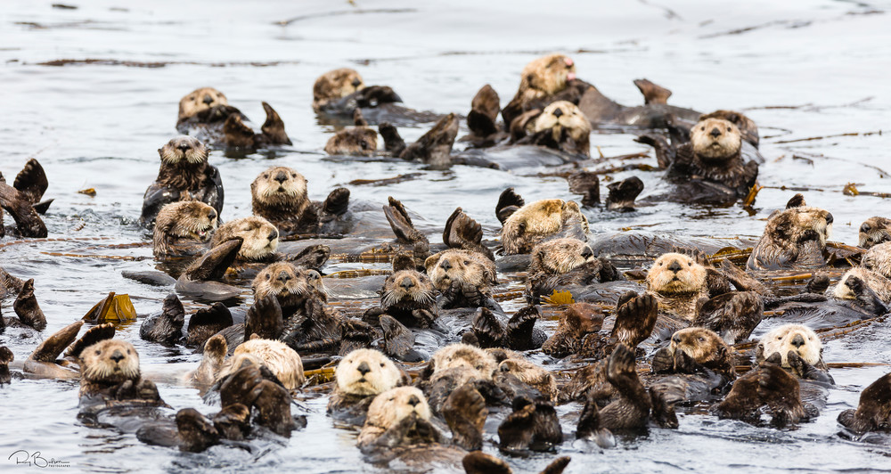 Raft of Sea Otters (Enhydra lutris) floating among kelp near Koniuji Island in Kupreanof Strait on Kodiak Island in Southwestern Alaska. Summer. Afternoon.