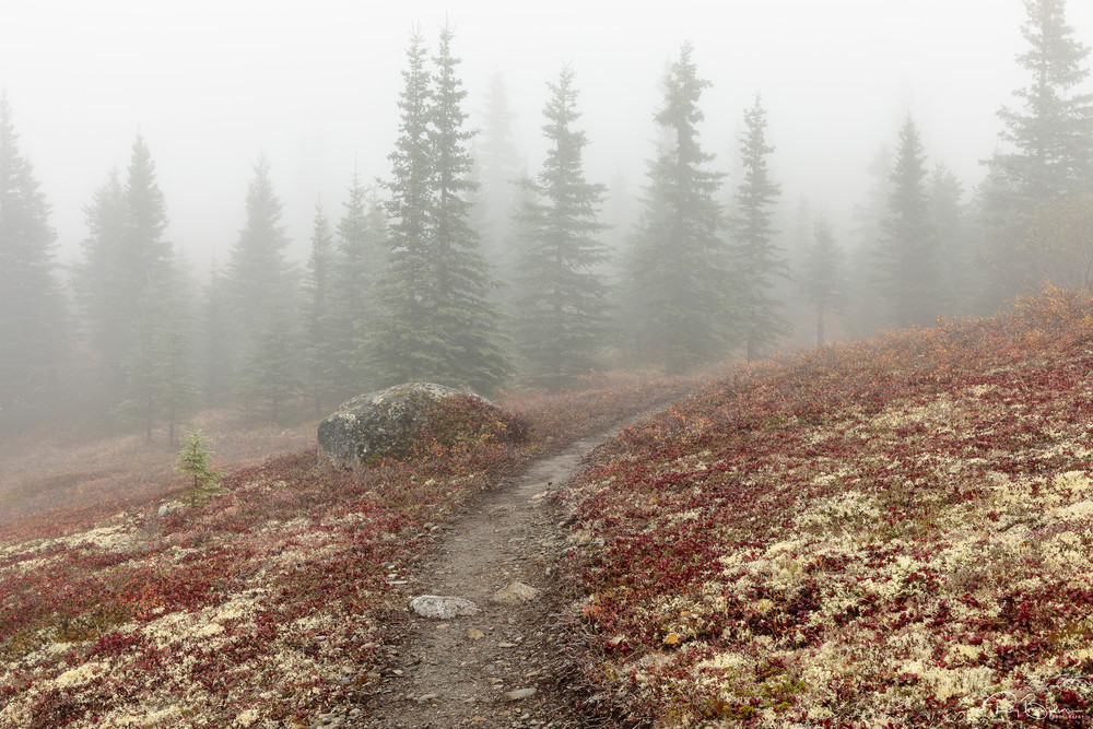 Fog envelops the Curry Ridge trail and peak autumn colors in Southcentral Alaska. Morning.