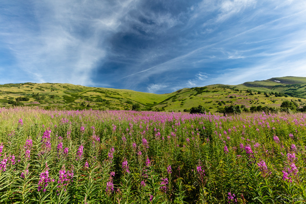 Field of Fireweed (Epilobium angustifolium) in Chugach National Forest along Palmer Creek Valley in Southcentral Alaska. Summer. Morning.
