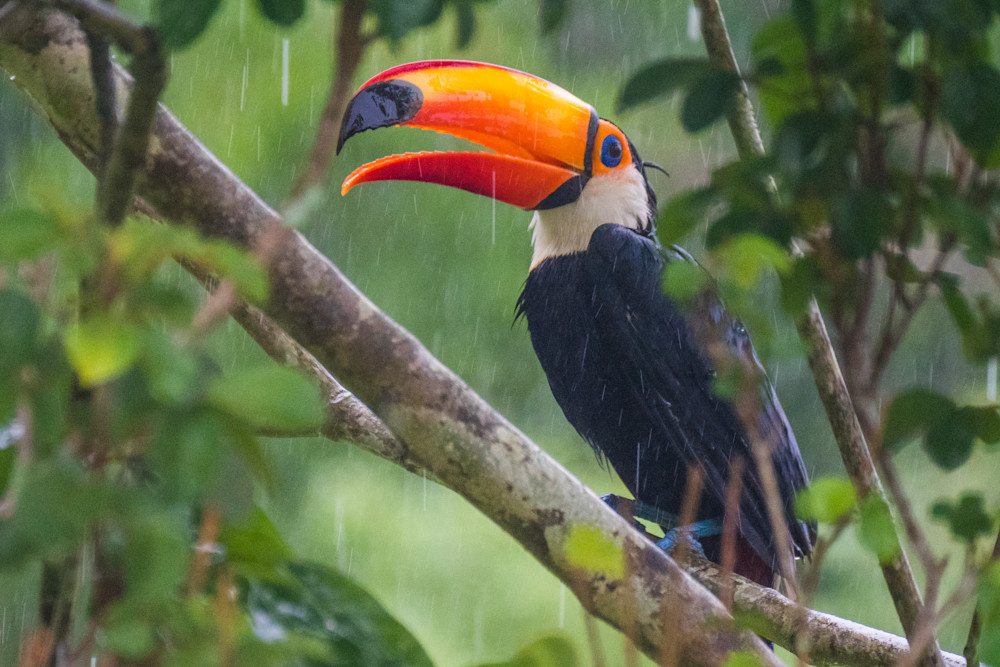 Toucan In The Rain Photography Art | Peter Batty Photography