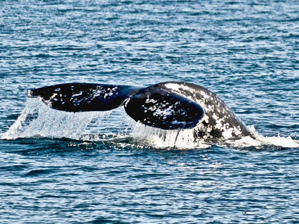Bottom's Up, Whale, Photograph, 