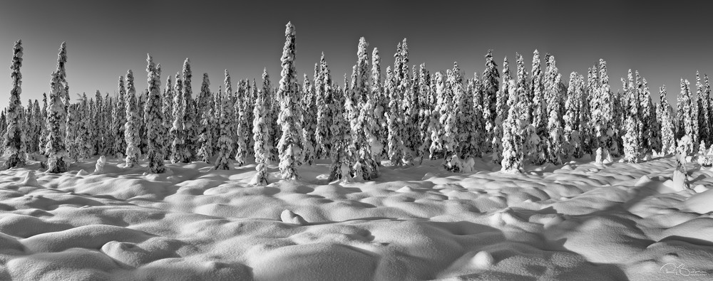 Composite panorama of snow-covered spruce trees in late afternoon sun in winter in Southcentral Alaska. Afternoon.