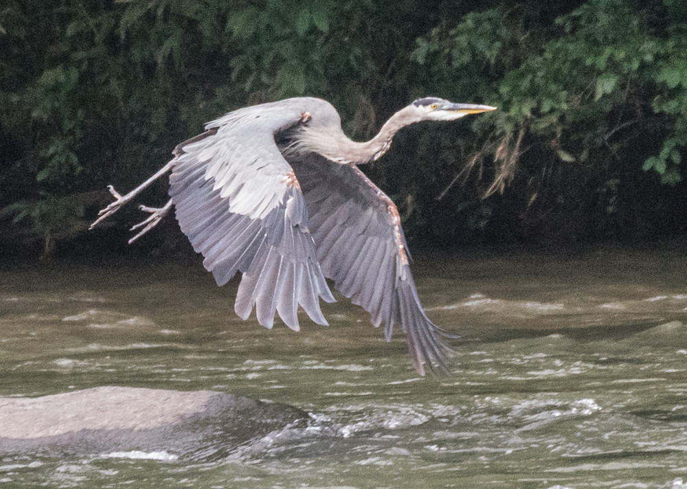 Great Blue Heron In Flight Art | Drew Campbell Photography