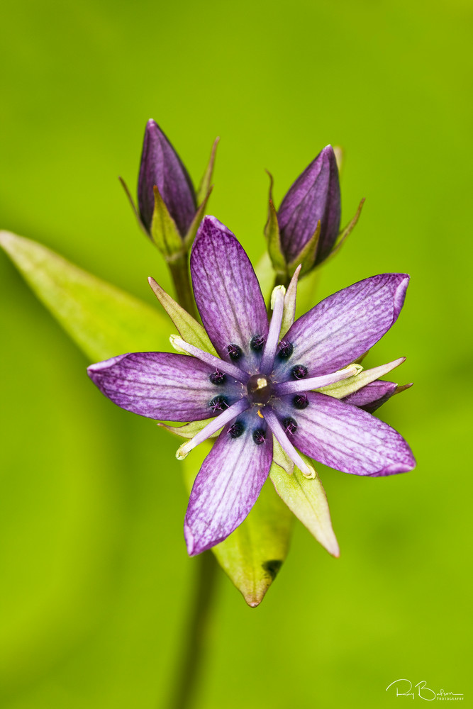 Closeup of Star Gentian (Swertia perennis) in Archangel Valley at Hatcher Pass in Southcentral Alaska. Afternoon. Summer.