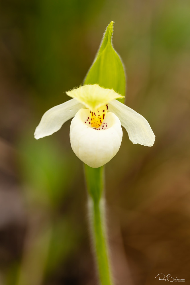 Macro of White Lady's Slipper (ypripedium passerinum) in Wrangell-St. Elias in Southcentral Alaska. Summer. Afternoon.