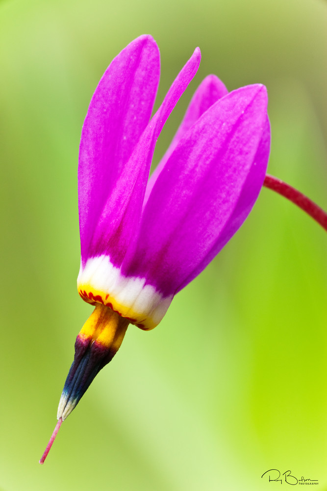A macro closeup (Dodecatheon pulchellum) of a single Shooting Star flower in late spring at Eklutna Flats in Southcentral Alaska. Afternoon.